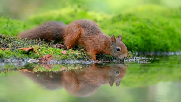 荷兰Noord Brabant森林中美丽的幼小红松鼠 Sciurus Vulgaris — 图库照片