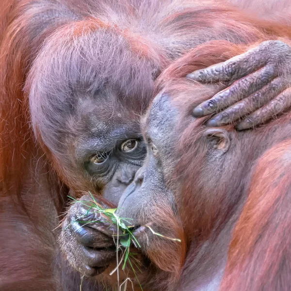 Two Orangutans Pongo Pygmaeus Love Each Other Apelheul Netherlands — стоковое фото