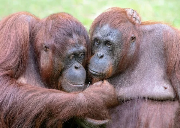 Two Orangutans Pongo Pygmaeus Love Each Other Apelheul Netherlands — Zdjęcie stockowe