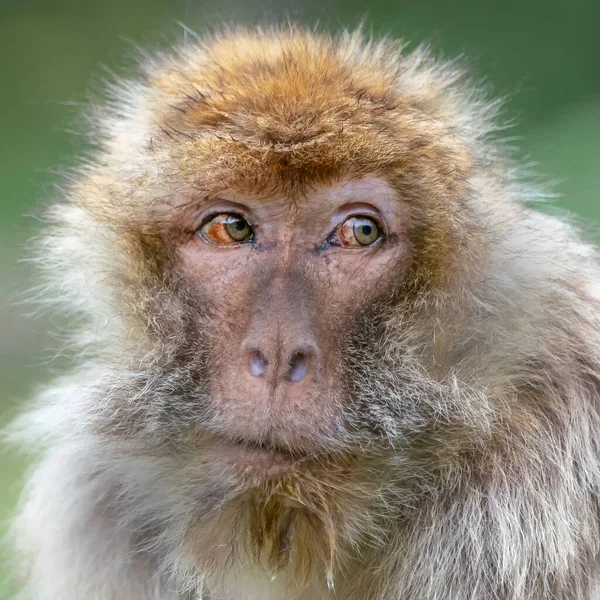 Portrait Barbary Ape Nature Background — Fotografia de Stock