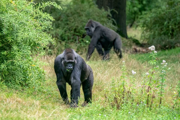 Two Western Lowland Gorillas Gorilla Gorilla Gorilla Walking Green Background — Foto de Stock