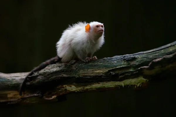 Silvery Marmoset Mico Argentatus Branch Dark Background — Fotografia de Stock