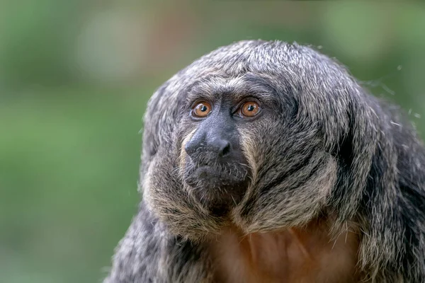 Female White Faced Saki Monkey — Zdjęcie stockowe