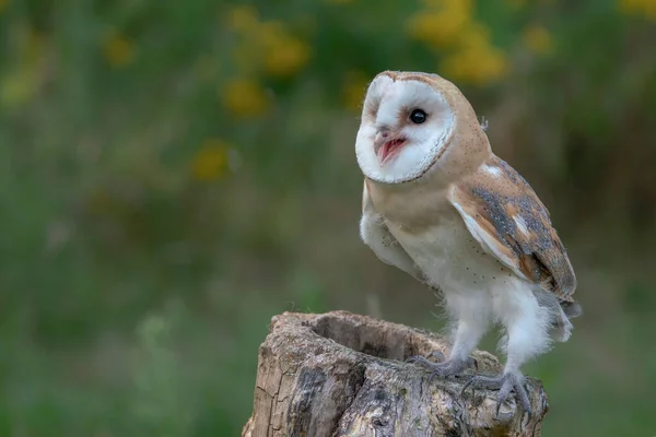 Güzel Ahır Baykuşu Tyto Alba Hollanda — Stok fotoğraf