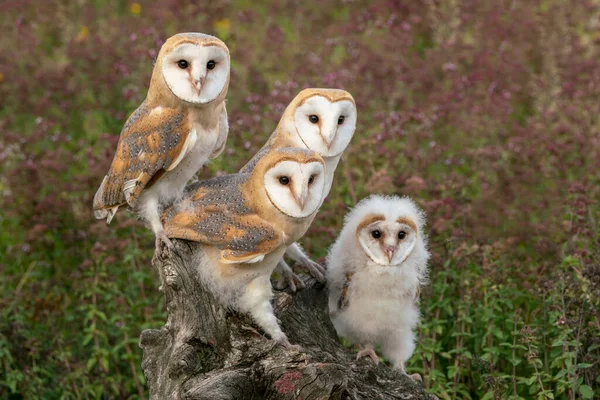 Barn Owls Tyto Alba Sunset Noord Brabant Netherlands — Foto de Stock