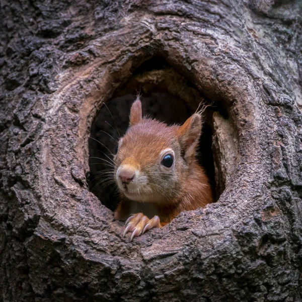 Gyönyörű Fiatal Vörös Mókus Sciurus Vulgaris Hollandiai Noord Brabant Erdejében — Stock Fotó