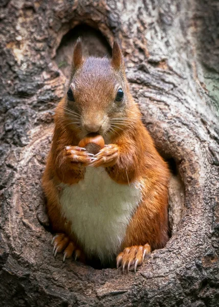 Eurázsiai Vörös Mókus Sciurus Vulgaris Dióval Hollandiai Noord Brabant Erdejében — Stock Fotó