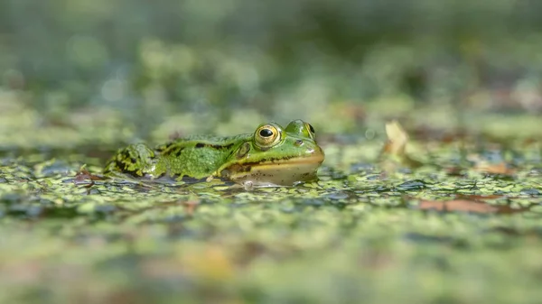 Rana Arborícola Europea Hyla Arborea Bosque Noord Brabant Los Países — Foto de Stock