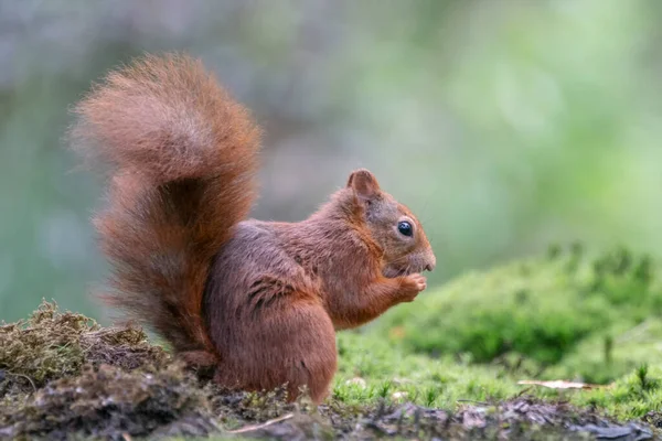 Esquilo Vermelho Bonito Sciurus Vulgaris Floresta Noord Brabant Nos Países — Fotografia de Stock