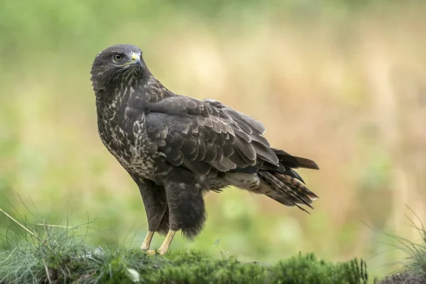 Adult Northern Goshawk Accipiter Gentilis Forest Noord Brabant Netherlands — стокове фото