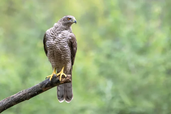 Adulto Goshawk Del Norte Accipiter Gentilis Una Rama Con Una — Foto de Stock