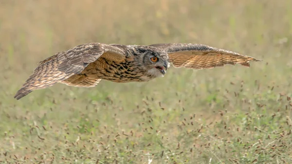Beautiful Long Eared Owls Asio Otus Betula Pendula Στο Δάσος — Φωτογραφία Αρχείου