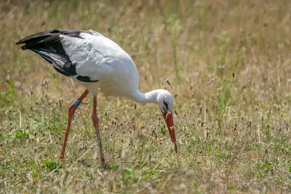 Portrait White Stork Ciconia Ciconia Summer Meadow Noord Brabant Netherlands — Stock Photo, Image