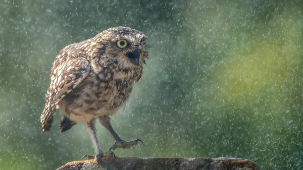 Burrowing Owl Athene Cunicularia Wings Spread Cooling Rain Noord Brabant — Stock Photo, Image