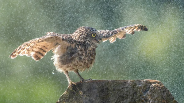 Burrowing Owl Athene Cunicularia Con Alas Difundir Enfriamiento Lluvia Noord —  Fotos de Stock