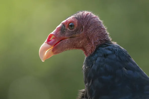 Portrait of a Turkey vulture, Red headed vulture (Cathartes aura).