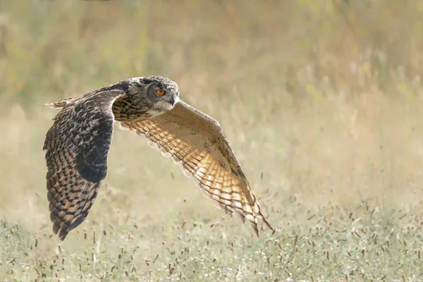 Beautiful Huge European Eagle Owl Bubo Bubo Flight Attack Action — Stockfoto