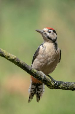Hollanda 'nın Noord Brabant ormanındaki bir ağaçta Büyük Benekli Ağaçkakan (Dendrocopos major).
