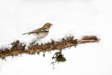 Common Chaffinch (Fringilla coelebs) on a branch in the snow. In a forest in the Netherlands.