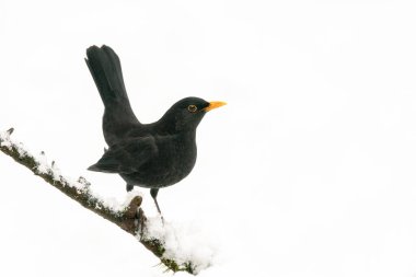 Beautiful male Blackbird (Turdus merula) in the snow in the forest of Overijssel in the Netherlands.