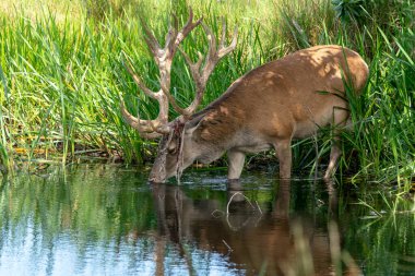 Güzel bir kızıl geyiğin portresi (Cervus elaphus), boynuzları dallara sürttükten sonra kadife düşer. Havuzda dikilip su içmek. Hollanda 'daki Ulusal Park Hoge Veluwe. 