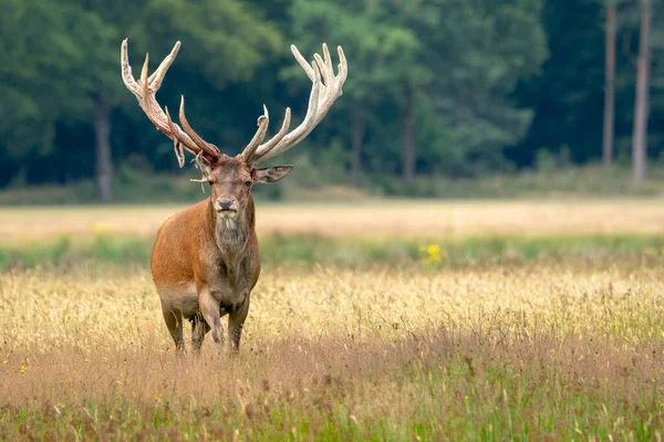 Cervus Elaphus 은뿔을 가지에 문지른 벨벳이 떨어지고 볼루에 밭에서 배경의 — 스톡 사진