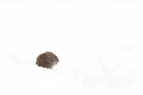 Polní Myš Microtus Arvalis Hledící Díry Jasném Sněhu Zimě Roztomilé — Stock fotografie