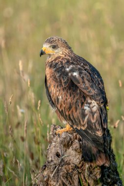Genç Kızıl Uçurtma portresi (Milvus milvus) bir dalın üzerinde. Noord Brabant Hollanda 'da.