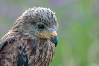 Genç Kızıl Uçurtma portresi (Milvus milvus) bir dalın üzerinde. Noord Brabant Hollanda 'da.