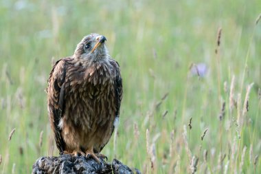 Genç Kızıl Uçurtma portresi (Milvus milvus) bir dalın üzerinde. Noord Brabant Hollanda 'da.