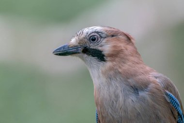 Hollanda 'nın Overijssel ormanında Avrasyalı Jay (Garrulus glandarius). Boşluğu kopyala.