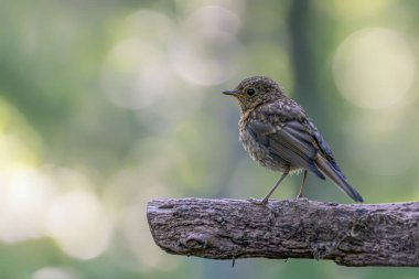 Hollanda 'da, Noord Brabant ormanında yaygın olarak rastlanan kırmızıbaşlangıç (Phoenicurus phoenicurus)