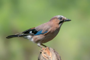 Avrasyalı Jay (Garrulus glandarius) Hollanda 'nın Overijssel ormanında bir dal üzerinde. Boşluğu kopyala.