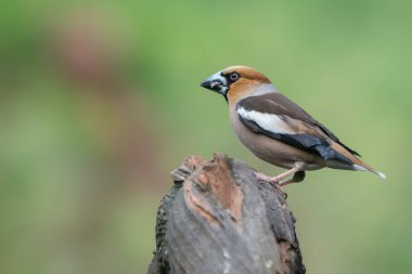 Hollanda 'nın Noord Brabant ormanında Güzel Hawfinch (Coccothraustes coccothraustes).                   