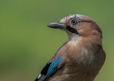 Avrasyalı Jay (Garrulus glandarius) Hollanda 'nın Overijssel ormanında bir dal üzerinde. Boşluğu kopyala.