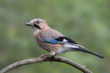 Avrasyalı Jay (Garrulus glandarius) Hollanda 'nın Overijssel ormanında bir dal üzerinde. Boşluğu kopyala.