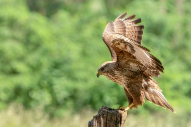 Av arayan güzel bir şahin (Buteo buteo) bir çayırda bir dal direğinde oturuyor. Hollanda 'da Brabant diye biri yok. Yeşil arkaplan.