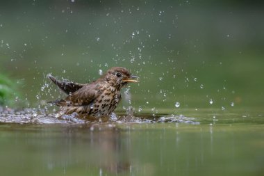 Hollanda 'da, Noord Brabant ormanında yaygın olarak rastlanan kırmızıbaşlangıç (Phoenicurus phoenicurus)