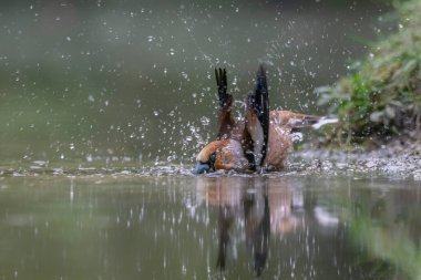 Hollanda 'nın Noord Brabant ormanında Güzel Hawfinch (Coccothraustes coccothraustes).                   