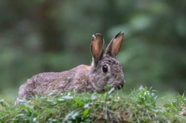 Hollanda 'da Drunen, Noord Brabant ormanında oturan bir Avrupa Tavşanı' nın (Oryctolagus cuniculus) yakın çekimi.
