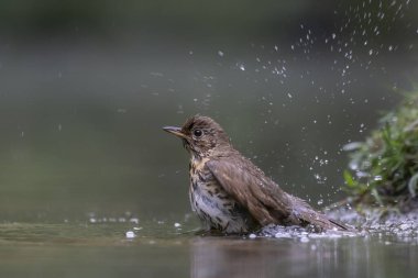 Hollanda 'da, Noord Brabant ormanında yaygın olarak rastlanan kırmızıbaşlangıç (Phoenicurus phoenicurus)