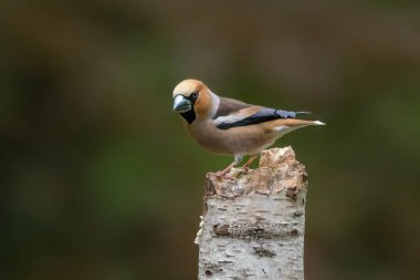 Hollanda 'nın Noord Brabant ormanında Güzel Hawfinch (Coccothraustes coccothraustes).                   