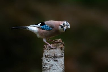 Avrasyalı Jay (Garrulus glandarius) Hollanda 'nın Overijssel ormanında bir dal üzerinde. Boşluğu kopyala.