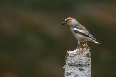 Hollanda 'nın Noord Brabant ormanında Güzel Hawfinch (Coccothraustes coccothraustes).                   