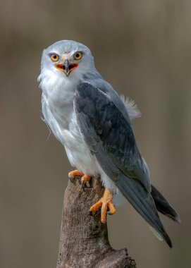 Bir dalda siyah kanatlı uçurtma (Elanus caeruleus). Yeşil arka plan. Noord Brabant Hollanda 'da.