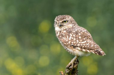 Şirin Kazıcı Baykuş (Athene cunicularia) bir dala oturmuş. Kazan Baykuş alarmı. Sarı ve yeşil Bokeh arka planı. Hollanda 'da Brabant diye biri yok. Yazma alanı.
