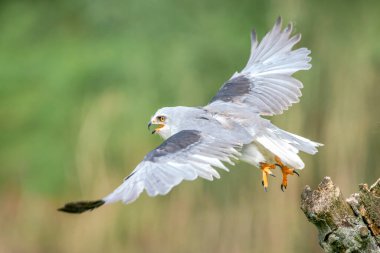 Kara kanatlı uçurtma (Elanus caeruleus) bir daldan uzağa uçar. Yeşil arka plan. Noord Brabant Hollanda 'da.