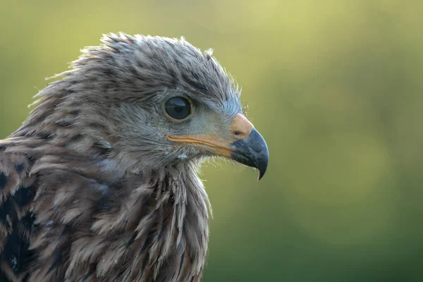 Όμορφο Πορτρέτο Juvenile Red Kite Milvus Milvus Εθνικό Σύμβολο Της — Φωτογραφία Αρχείου