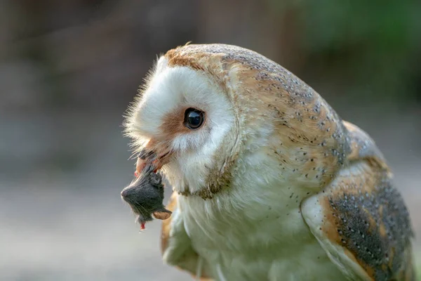 Beautiful Barn Owl Tyto Alba Eating Mouse Prey Noord Brabant — Foto de Stock