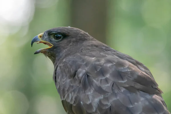 Ενηλίκων Του Northern Goshawk Accipiter Gentilis Υποκατάστημα Λεία Στο Δάσος — Φωτογραφία Αρχείου